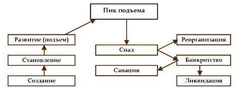 Рис. 2.2. Схема жизненного цикла организации